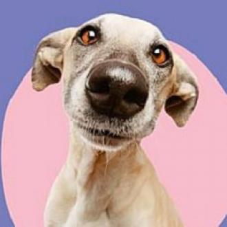постер Фестиваль безпритульних собак «Мокрі носики»
